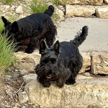 Groom Service - Pet Groomers Near Me - Austin, Texas Groom Service - Pet Groomers Near Me - Austin, Texas