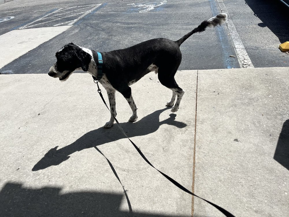 Dapper Dog Grooming Image
