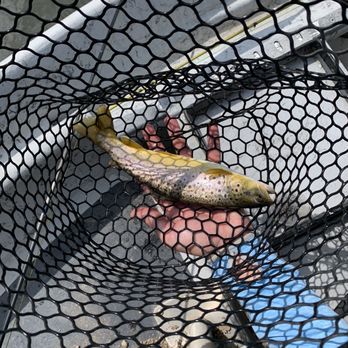 The Colorado Angler - Brow trout! - Fishing Near Me - Silverthorne, Colorado The Colorado Angler - Brow trout! - Fishing Near Me - Silverthorne, Colorado