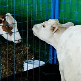 Cows talking in the petting zoo.