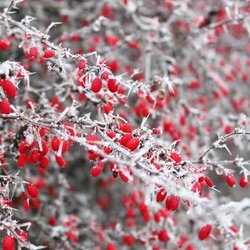 Bowers Orthodontic Specialists - It's beginning to look a lot like...Winter ! Already??