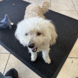 The Social Club - They have a dog barber?
