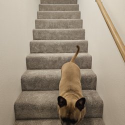 Abbey Carpet & Floor - Luna loves the carpet too!
The stairs look great and are quiet now! Top Notch Install!