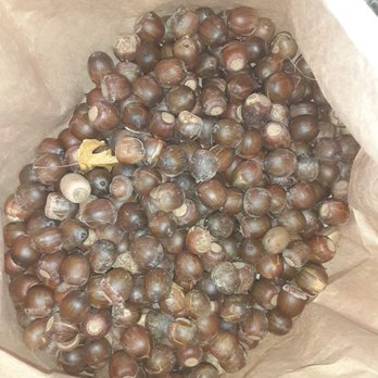 Spindler Park - Great place to find acorns for hunting :-) - Parks Near Me - Eastpointe, Michigan