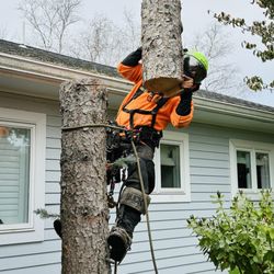 LT Tree Service