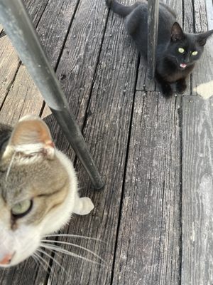 Dawson's Kitchen by null