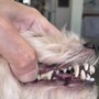 Photo of Verdugo Pet Grooming