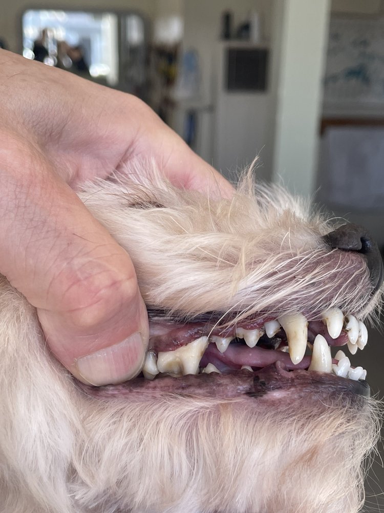 VERDUGO PET GROOMING Updated October 2024 27 Photos & 42 Reviews