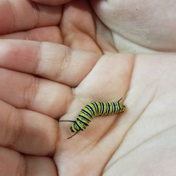 Emma's Butterfly Ranch - My daughter transferring them to their new habitat. - Party & Event Planning Near Me - riverside , California