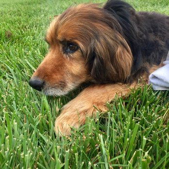 Animal Hospital Of North Alabama Veterinarians 14323 Hwy 231 431 N Hazel Green Al Phone Number