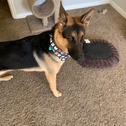 pawlished pets mobile grooming