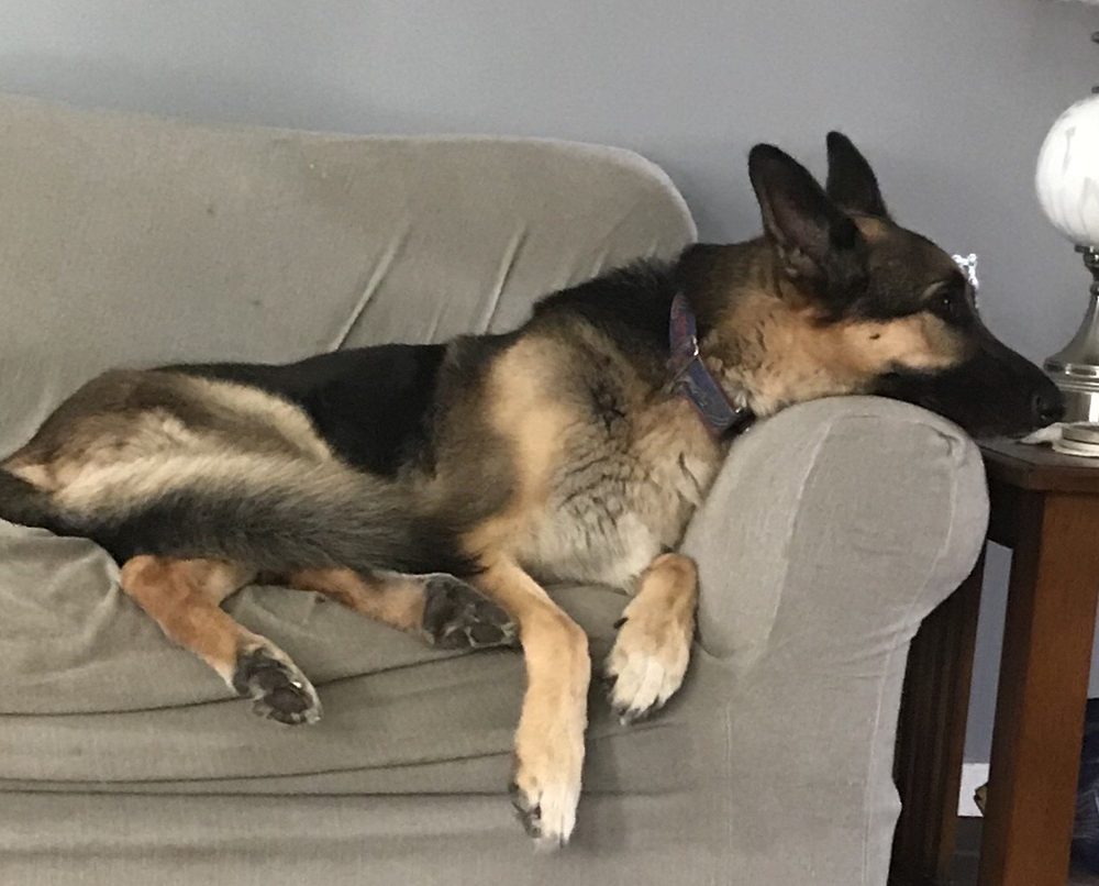 THE ANIMAL PLAYHOUSE Updated August 2024 43 Photos 136 Orchard