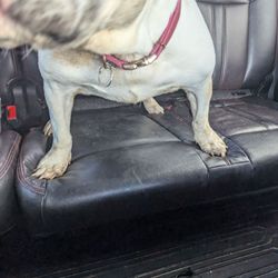 Augie's Pet Spa & Resort