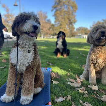 Elevated Canine Academy - Jess's training picture sent to me - Pet Training Near Me