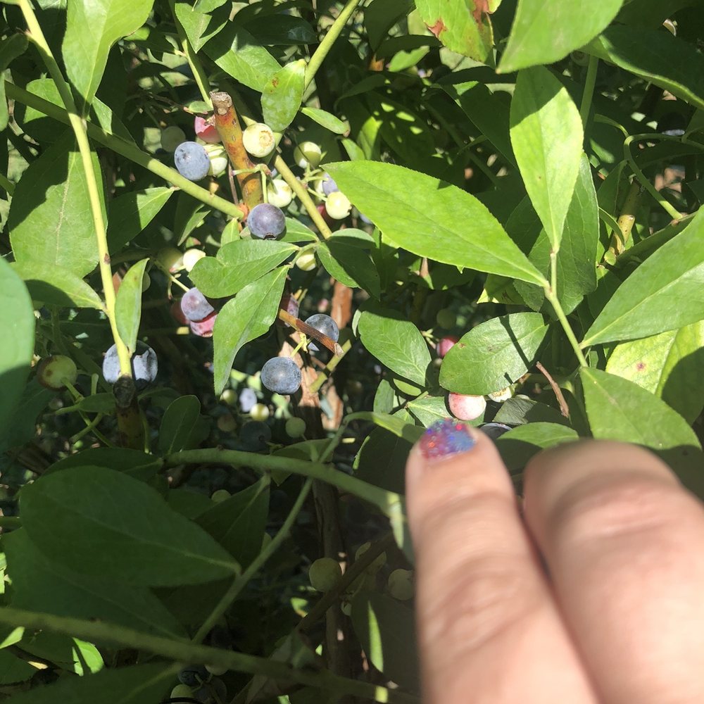O5 Farms - Blueberries on the vine - Pick Your Own Farms Near Me - Jefferson, Georgia