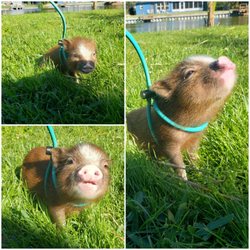 Linda's Cleaning Service of Wellington - Our new Grandpig, Bowie