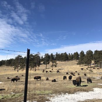 Aspire Tours - Bison - Bus Tours Near Me - Denver, Colorado Aspire Tours - Bison - Bus Tours Near Me - Denver, Colorado