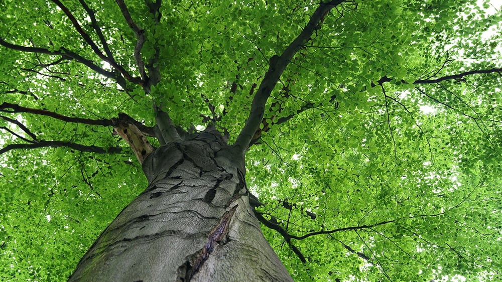 American Tree Worker's - tree service in Cedar Rapids, IA