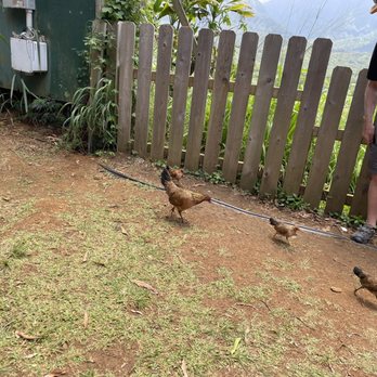 Nourish Hanalei - The chickens hanging around - Acai Bowls Near Me - Hanalei, Hawaii Nourish Hanalei - The chickens hanging around - Acai Bowls Near Me - Hanalei, Hawaii