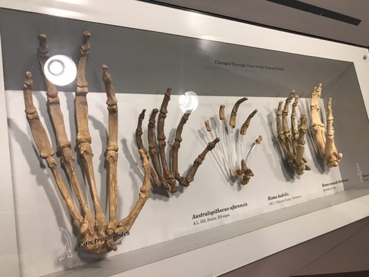 Maxwell Museum of Anthropology by null