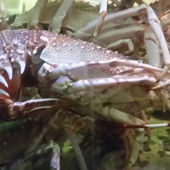 Cervejaria Ramiro - Fresh lobsters - Seafood Near Me - Lisbon, 11