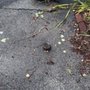Taylor Ridge Paving and Construction