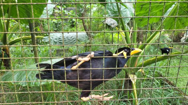 Palawan Wildlife Rescue and Conservation Center (Crocodile Farm) by null