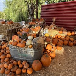 Harvest Patch - Pumpkins