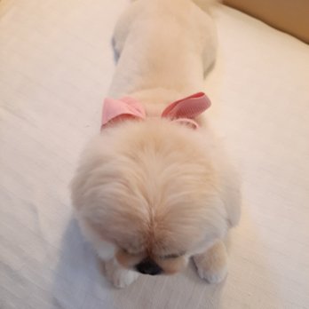 Make It Cute - Pet Groomers Near Me - Pasadena, California Make It Cute - Pet Groomers Near Me - Pasadena, California