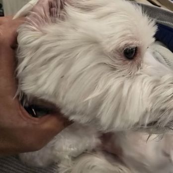 PetSmart - Choppy Face - Pet Stores Near Me - Glenview, Illinois