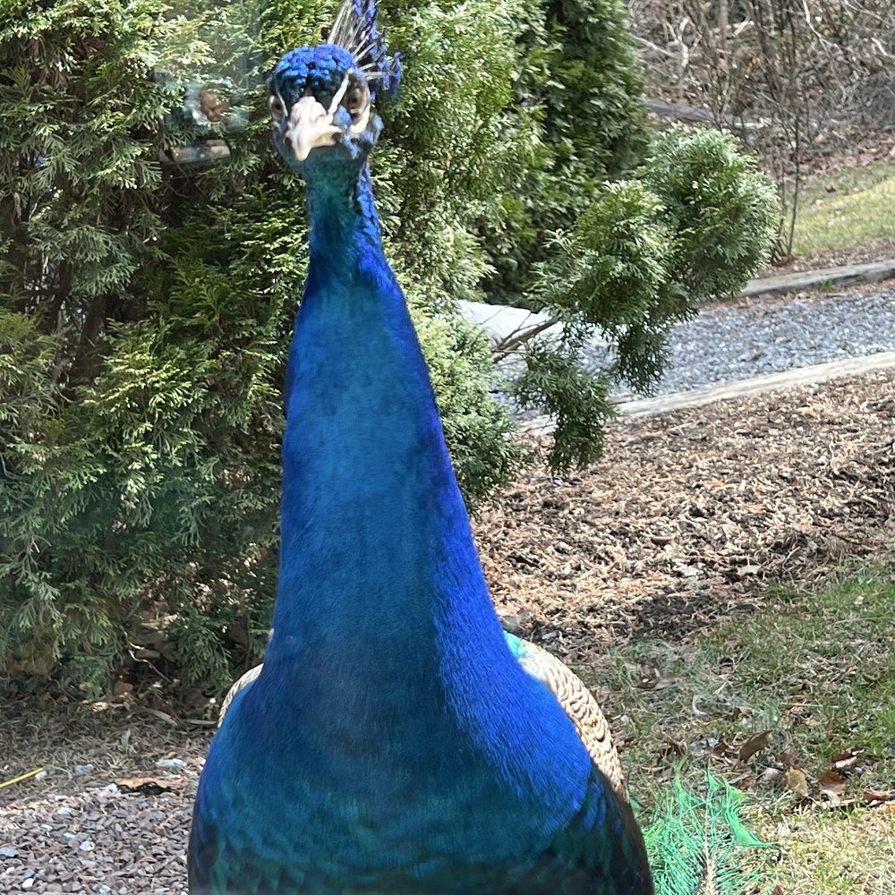 The Pretzel Hut - Peacock was eyeing up my littles' food through the window. - Ice Cream & Frozen Yogurt Near Me - Newmanstown, Pennsylvania The Pretzel Hut - Peacock was eyeing up my littles' food through the window. - Ice Cream & Frozen Yogurt Near Me - Newmanstown, Pennsylvania