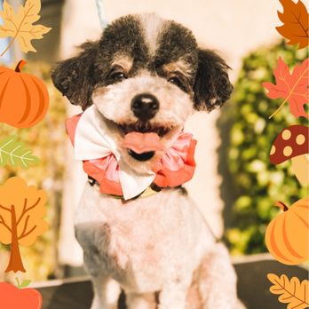 Best’s Grooming - Pet Groomers Near Me - San Antonio, Texas