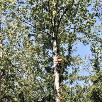 Northern Craft Tree Solutions - Tree Services Near Me