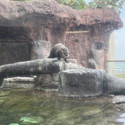 Texas State Aquarium - Sea otter