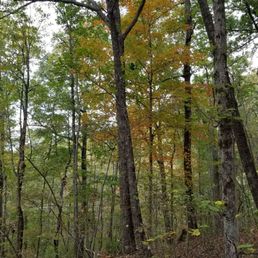 One fall tree in there