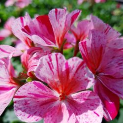 Viveros Mogan - NUESTRO MUNDO DE COLOR ROSA¡¡¡ Just pink.
Bellezas en nuestro centro de jardineria en mogan.
El maravilloso geranio ¡¡¡