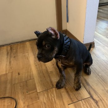 Powell Veterinary Service - When the bandages came off. - Veterinarians Near Me - Kersey, Colorado Powell Veterinary Service - When the bandages came off. - Veterinarians Near Me - Kersey, Colorado