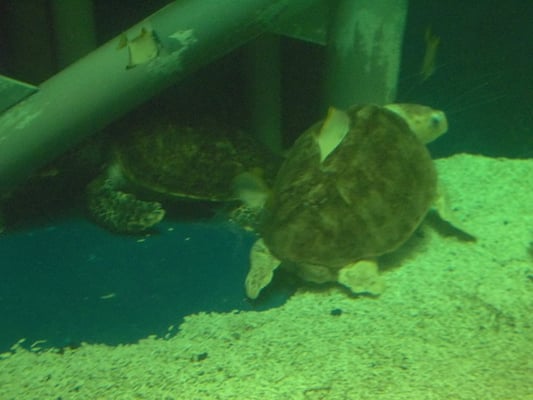 Grand Aquarium Saint Malo by null