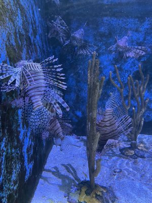 Key West Aquarium by null