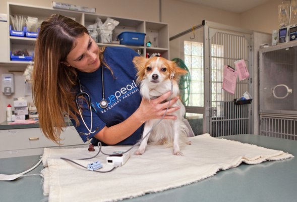 Bluepearl Gwinnett 27 Photos 48 Reviews Veterinarians Yelp