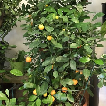Wintergreen Florist - Florists Near Me - Richmond Hill, Ontario Wintergreen Florist - Florists Near Me - Richmond Hill, Ontario