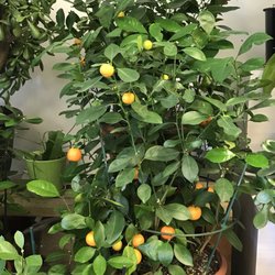 Wintergreen Florist