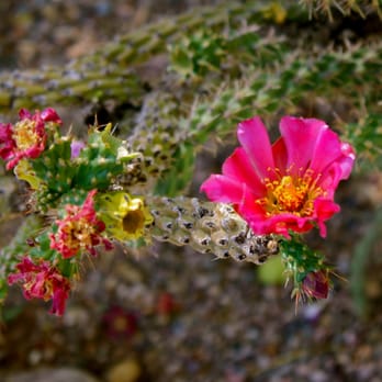 Besh-Ba-Gowah Archaeological Park - Cactus flowers in the museum garden. - Parks Near Me - Globe, Arizona Besh-Ba-Gowah Archaeological Park - Cactus flowers in the museum garden. - Parks Near Me - Globe, Arizona
