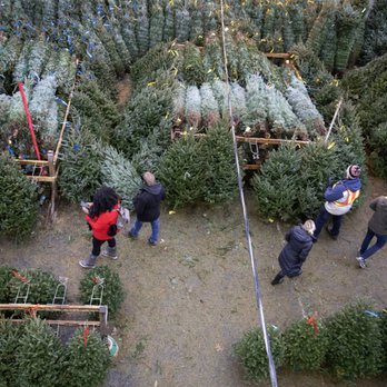 Ivy's Christmas Trees - Christmas Trees Near Me - Chicago, Illinois