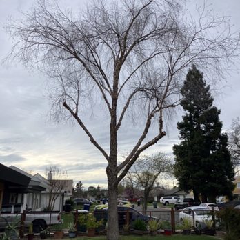 TreeMax Tree Service - After - Tree Services Near Me - Roseville, California TreeMax Tree Service - After - Tree Services Near Me - Roseville, California