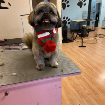 Uptown Woofs - Pet Groomers Near Me Uptown Woofs - Pet Groomers Near Me
