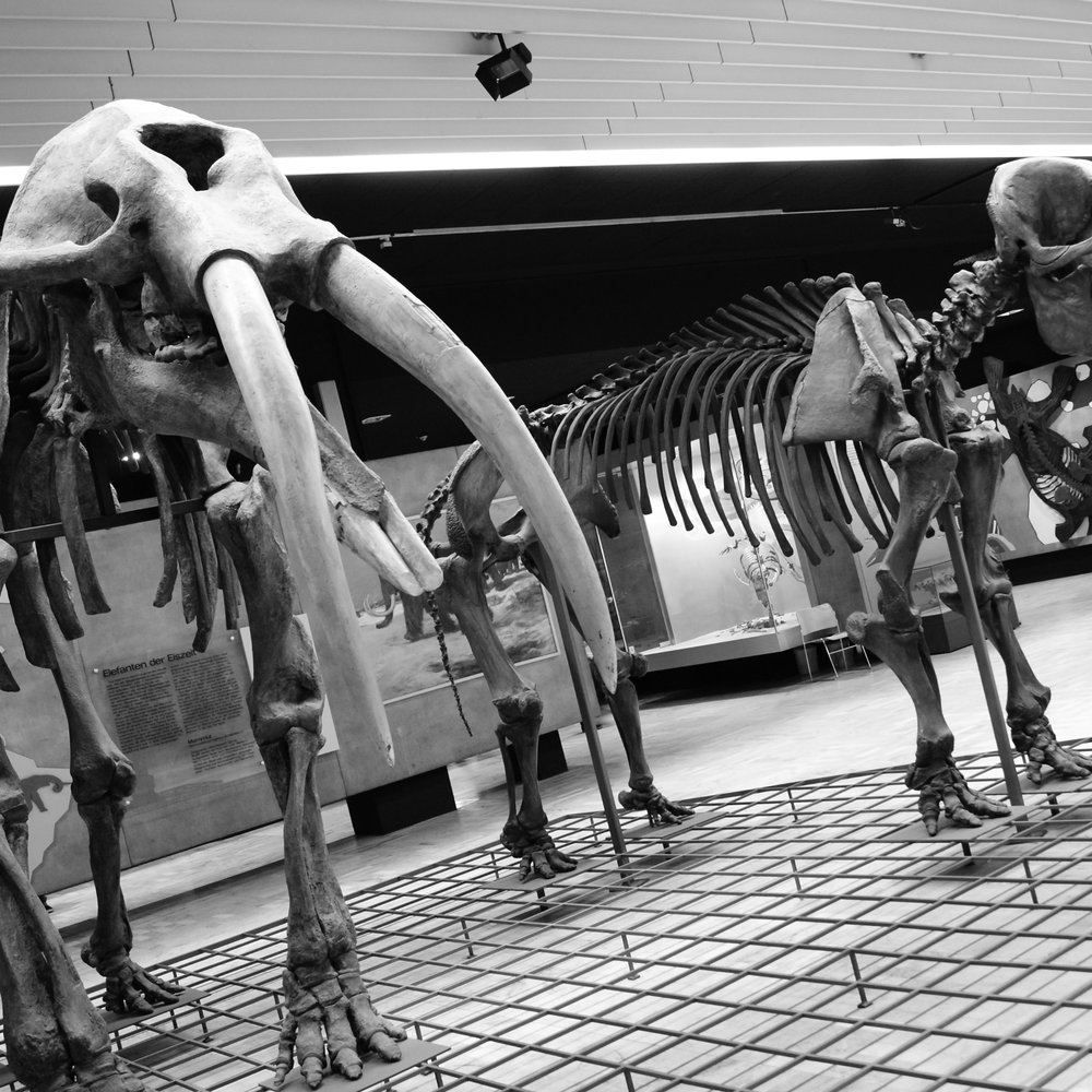 Senckenberg-Museum - Museums Near Me - Frankfurt, HE