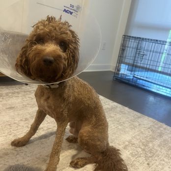 Furry Land - After the cut, sedation, and stitching. - Pet Groomers Near Me - Nashville, Tennessee Furry Land - After the cut, sedation, and stitching. - Pet Groomers Near Me - Nashville, Tennessee
