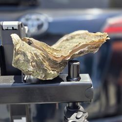Morro Bay Oyster Company