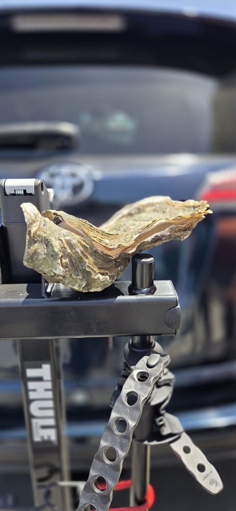 Morro Bay Oyster Company Logo